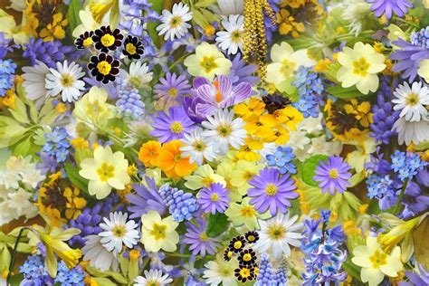 odd flower names|120 Funny Flower Names: Unveiling The Fun.